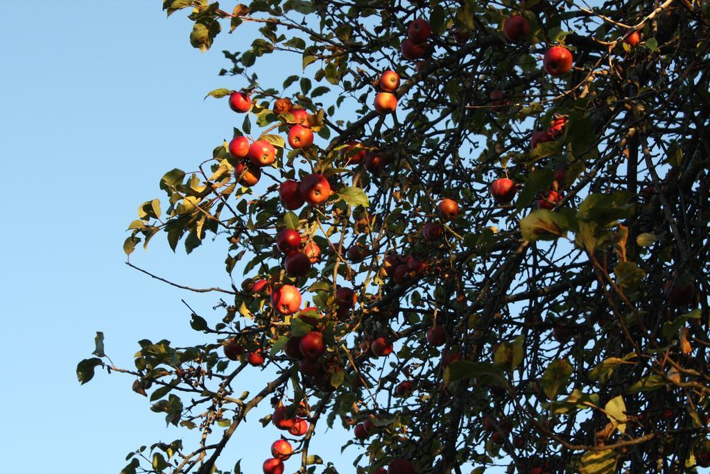 Ospitalita' Rurale Casa Cani Farm stay Berceto